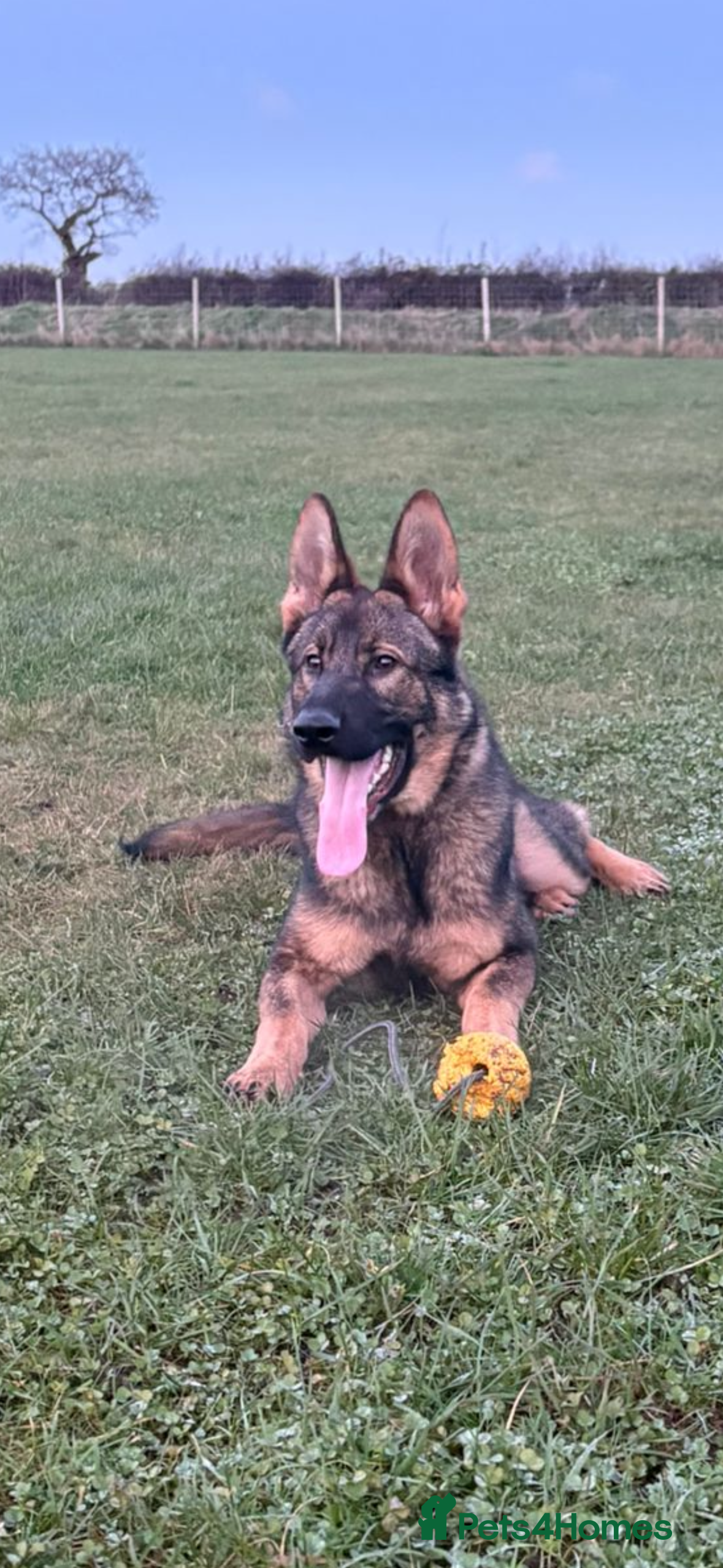 German Shepherd dogs KC REG. EQIDIUS IMPORT (SLOVAKIA)  - Advert 2