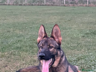 German Shepherd dogs KC REG. EQIDIUS IMPORT (SLOVAKIA) - Advert 2