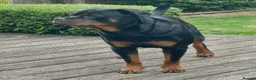 Rottweiler dogs for sale: KC Registered Rottweiler Puppies in Leicester - Advert 15