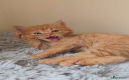 Persian cats for sale: Ginger and black fluffy kittens - Image 7