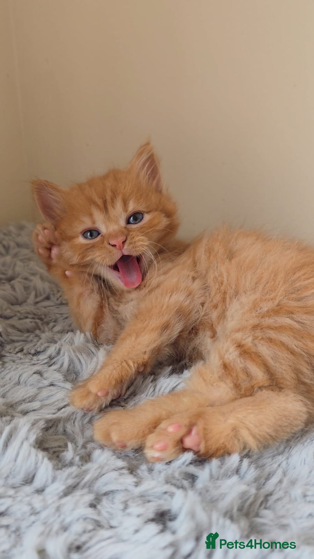 Persian cats for sale: Ginger and black fluffy kittens - Image 7