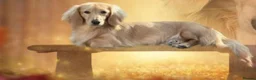 Miniature Dachshund dogs for sale: 🍦🍦ENGLISH CREAM MINIATURE LONG HAIR DACHSHUND🍦 - Advert 7