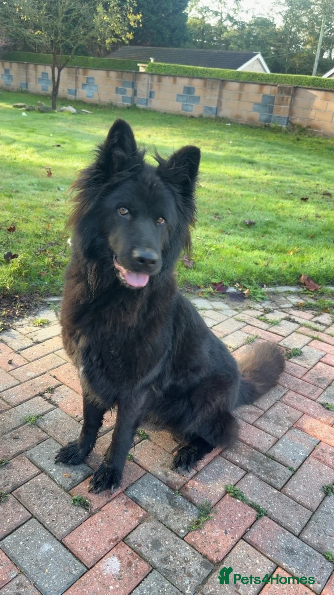 Mixed Breed dogs for sale: Slovakian shepherd puppies READY TO LEAVE NOW - Advert 1