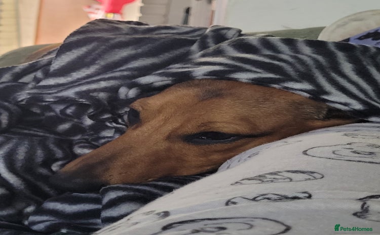 Dachshund dogs - Advert 1