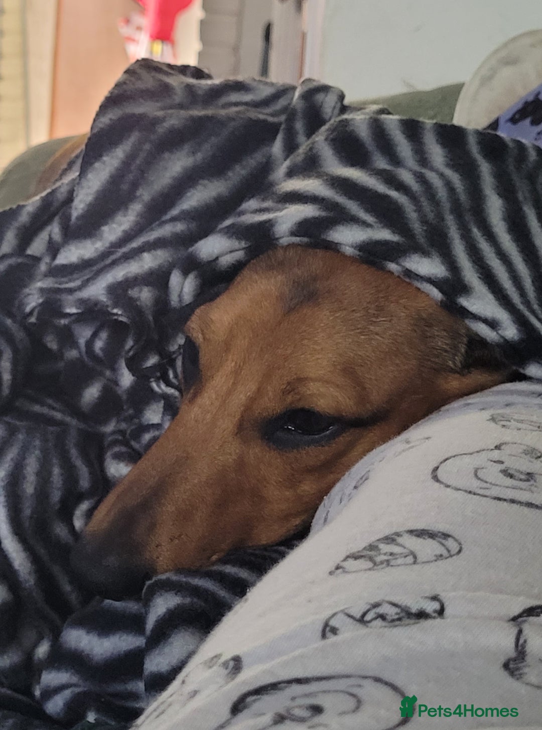 Dachshund dogs for sale: 11 month old male miniature Dachshund for sale - Image 1