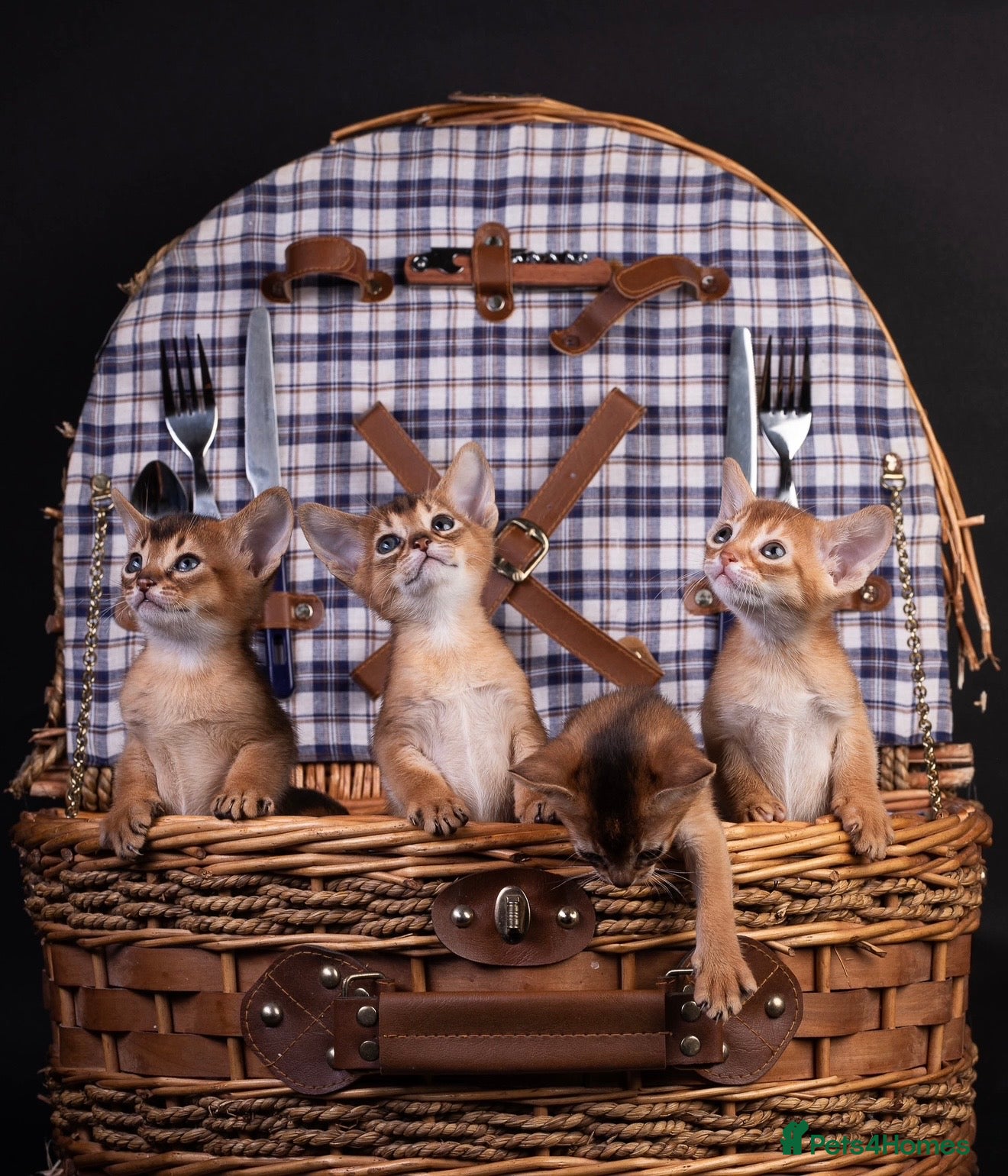 Abyssinian cats 11 Weeks Female 🏆🥇🏵️Top Quality Champion ln  - Advert 6