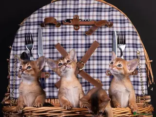 Abyssinian cats 11 Weeks Female 🏆🥇🏵️Top Quality Champion ln - Advert 6