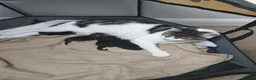 Mixed Breed cats for sale: The boys are ready to love their new parents. - Advert 2