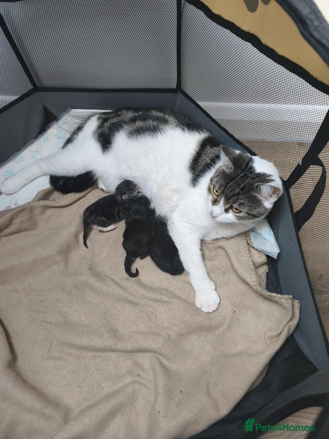 Mixed Breed cats for sale: The boys are ready to love their new parents. - Advert 2