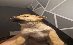 Mixed Breed dogs for sale: Akitachow cross husky  - Advert 5