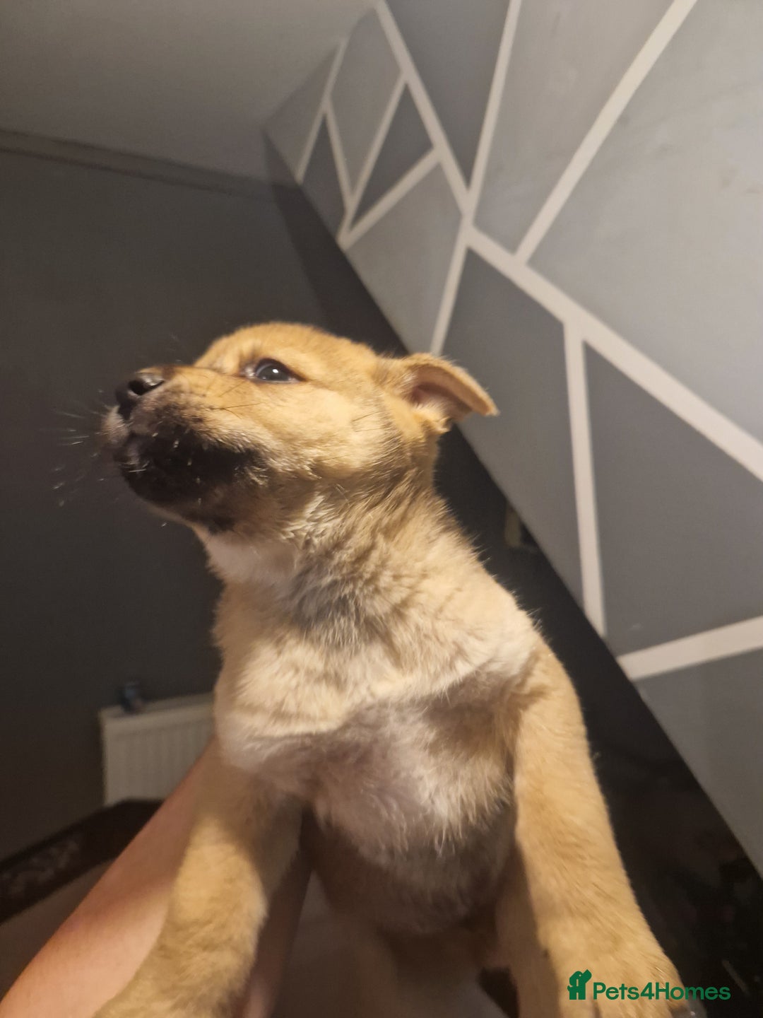 Mixed Breed dogs for sale: Akitachow cross husky  - Advert 5