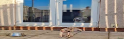 Labrador Retriever dogs for sale: Stunning, Well Bred Yellow Labrador Pups - Advert 3