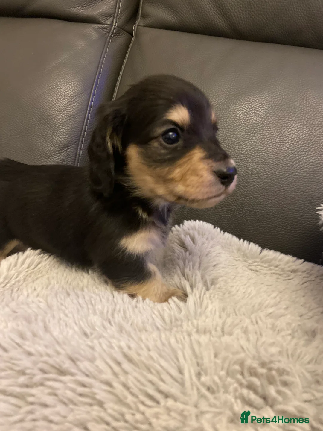 Dachshund dogs for sale: kC Longhair miniature dachshunds  - Advert 1