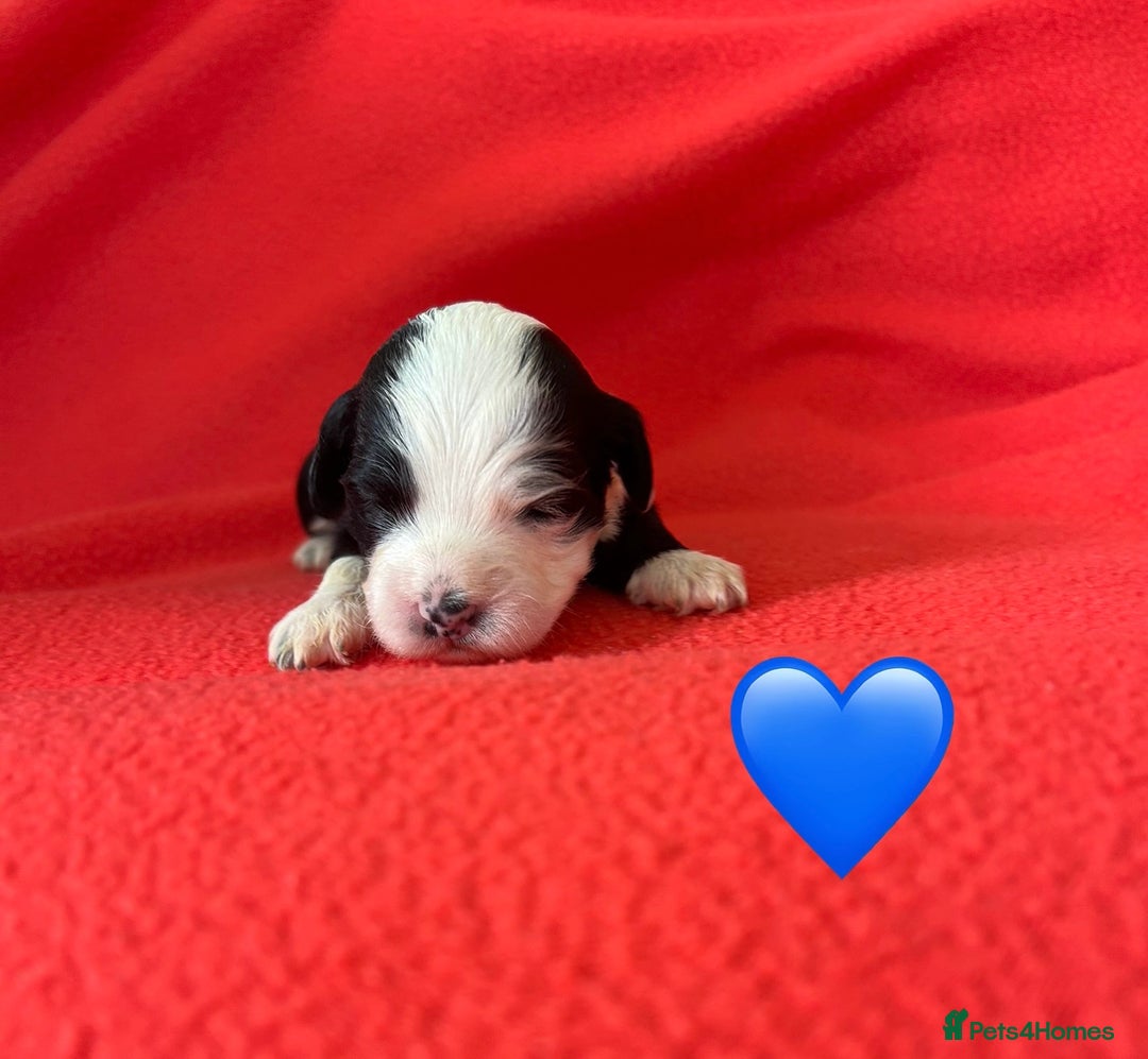 Havanese dogs for sale: 🐾 9 Havanese Puppies for Their Forever Homes 🐾 - Image 11