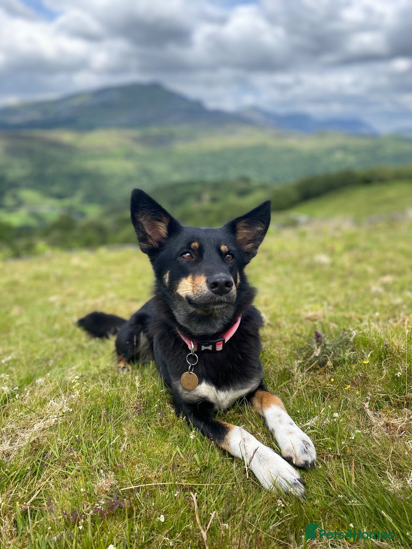 Mixed Breed dogs Re-homing  - Advert 4