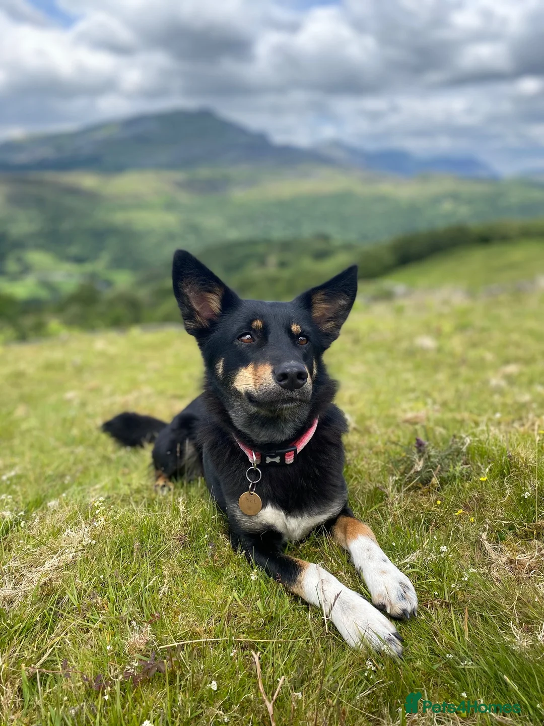 Mixed Breed dogs for sale: Re-homing  - Advert 1