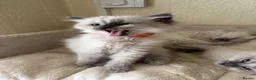 Ragdoll cats for sale: Beautiful Ragdoll kittens - Advert 3