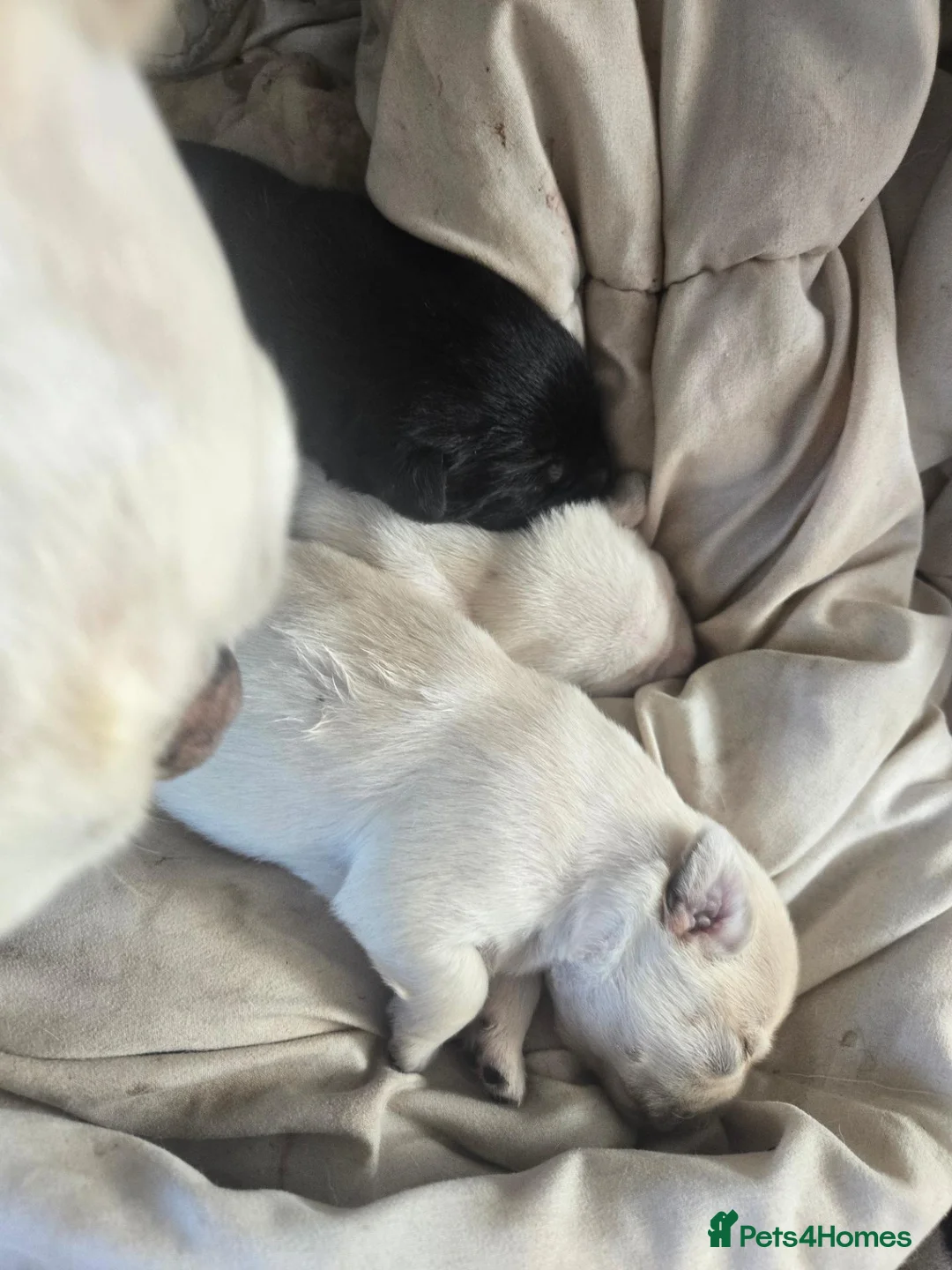 Mixed Breed dogs for sale: Frenchie/collie-spaniel mix - Advert 18