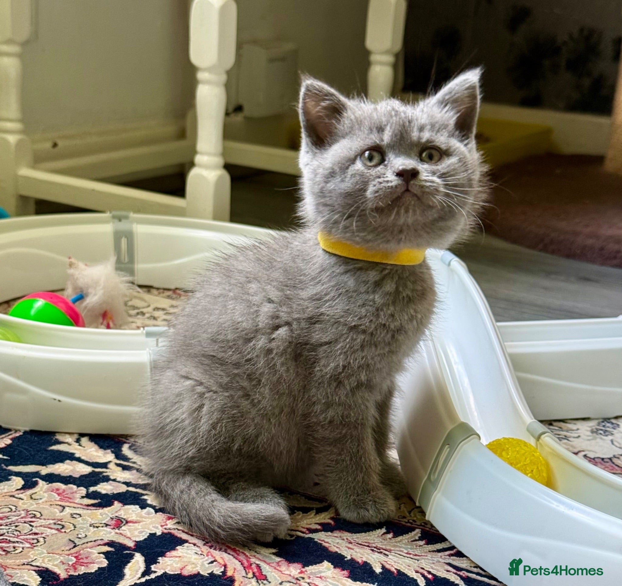 British Shorthair cats Exceptional BSH kittens  - Advert 2
