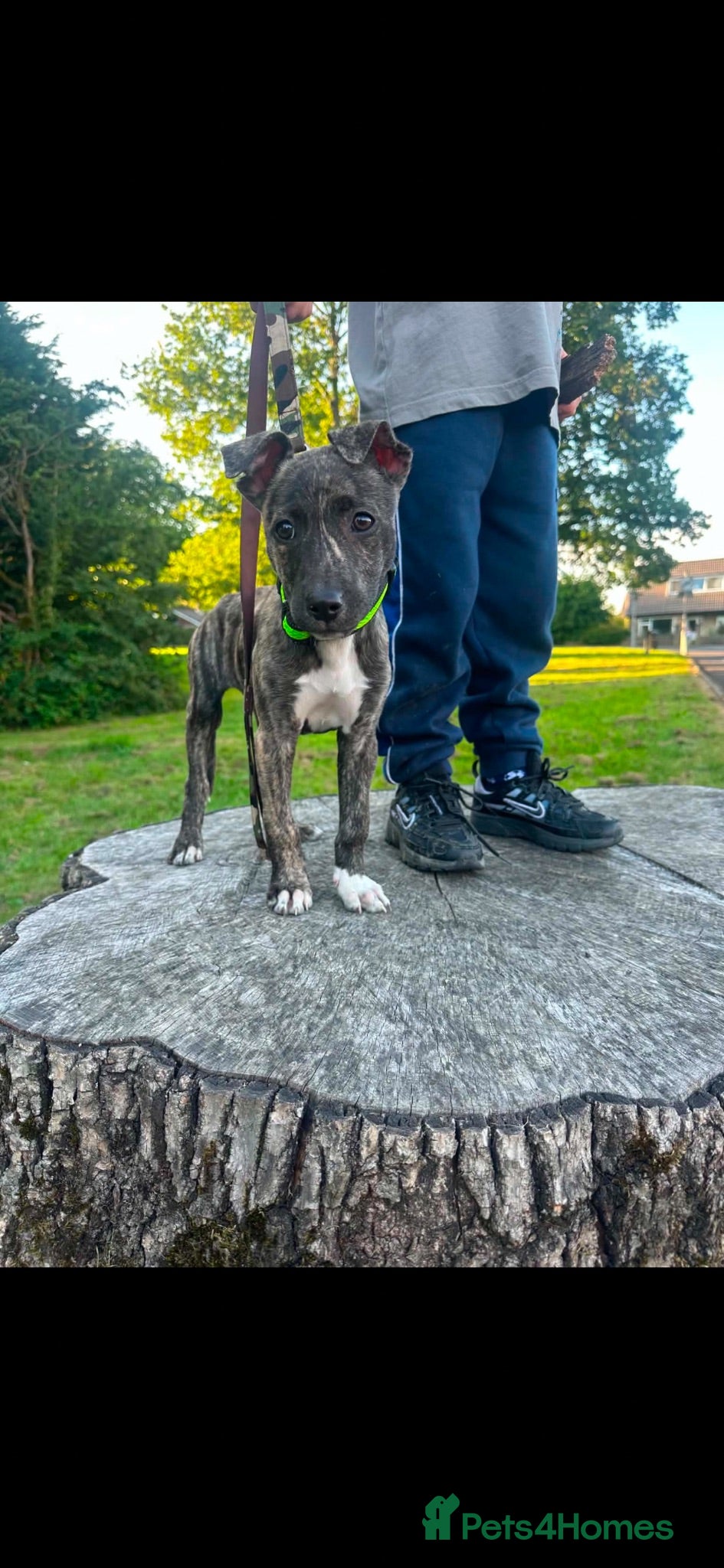 Lurcher dogs 13 week female bull greyhound pup - Advert 1