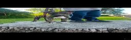 Lurcher dogs for sale: 13 week female bull greyhound pup in Burnley - Advert 1