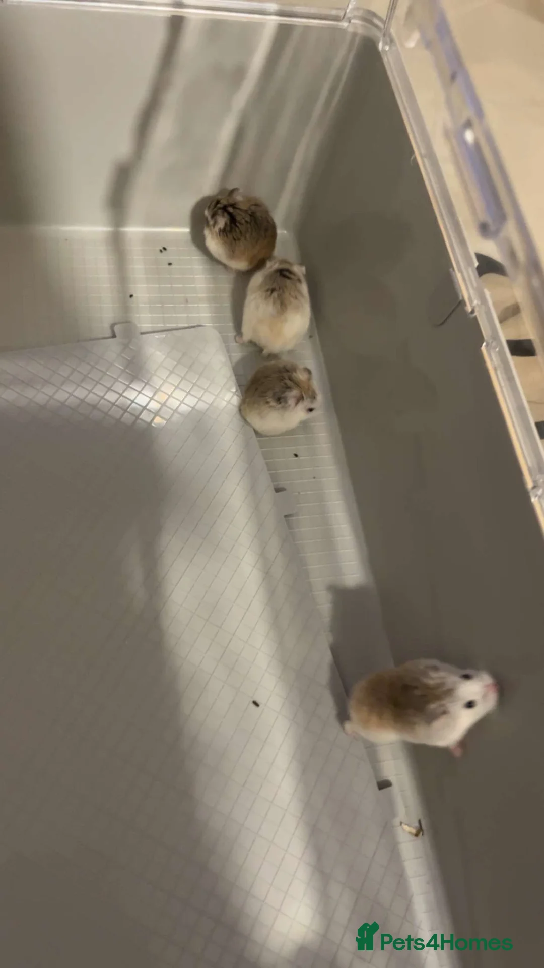 Hamster rodents for sale: Four dwarf hamsters and two hamster cages in Glasgow - Advert 2