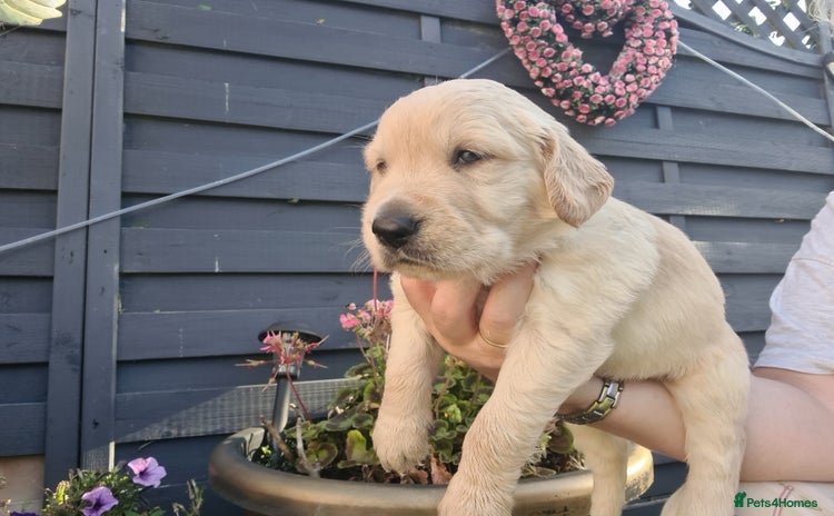 Golden Retriever dogs - Advert 9