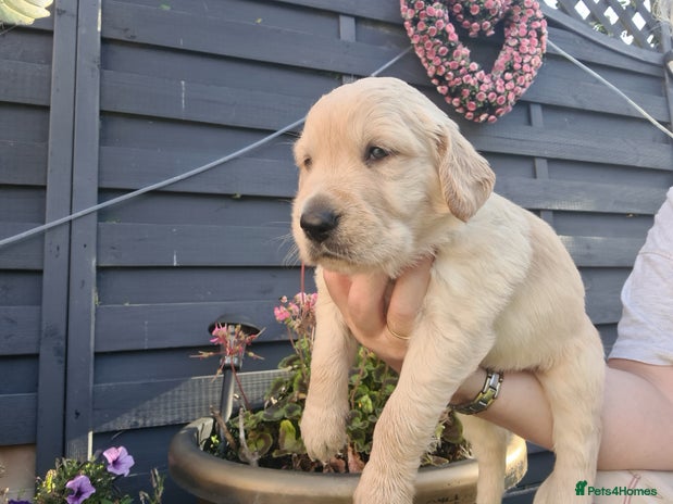 Golden Retriever dogs - Advert 12