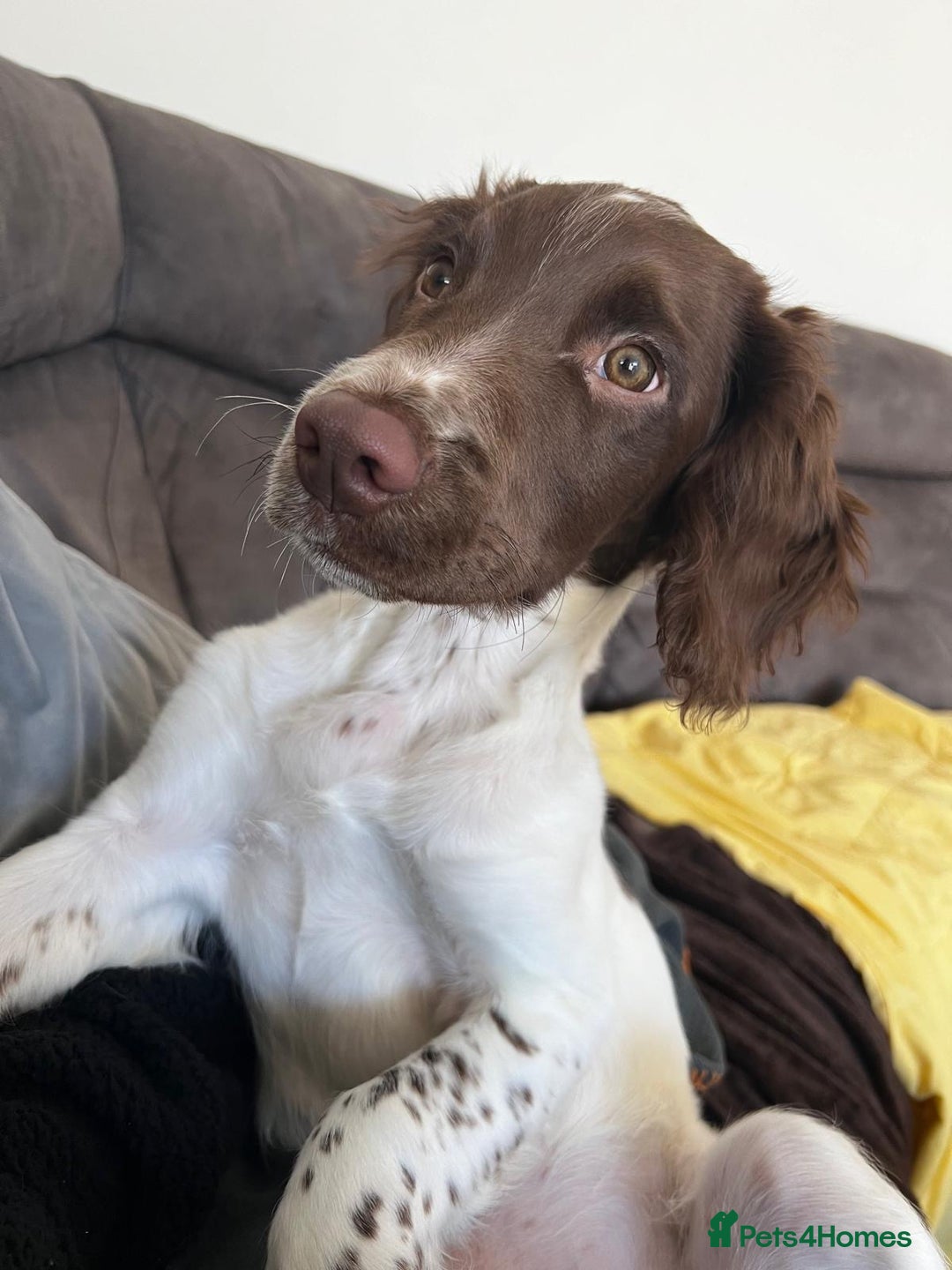 English Springer Spaniel dogs for sale: Gorgeous English Springer Spaniel needs new home - Advert 3