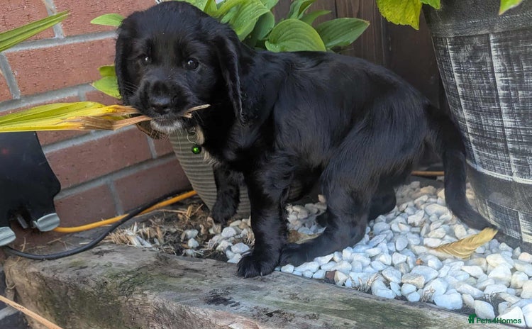 Cocker Spaniel dogs - Advert 3