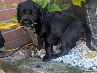 Cocker Spaniel dogs - Advert 19