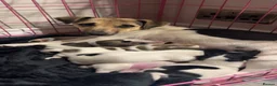 Jack Russell dogs for sale: Beautiful Pure bred Jack Russells - Advert 2