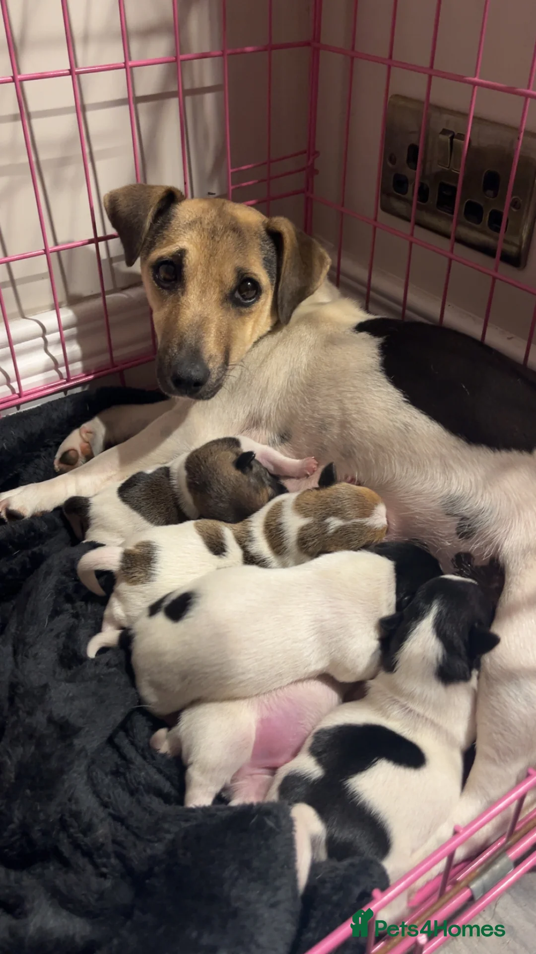 Jack Russell dogs for sale: Beautiful Pure bred Jack Russells - Advert 2