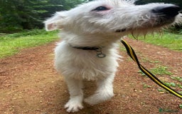Mixed Breed dogs for adoption: Peter - Norwich Norfolk  - Image 23
