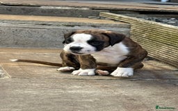 Boxer dogs for sale: Quality Boxer Puppies - Image 9