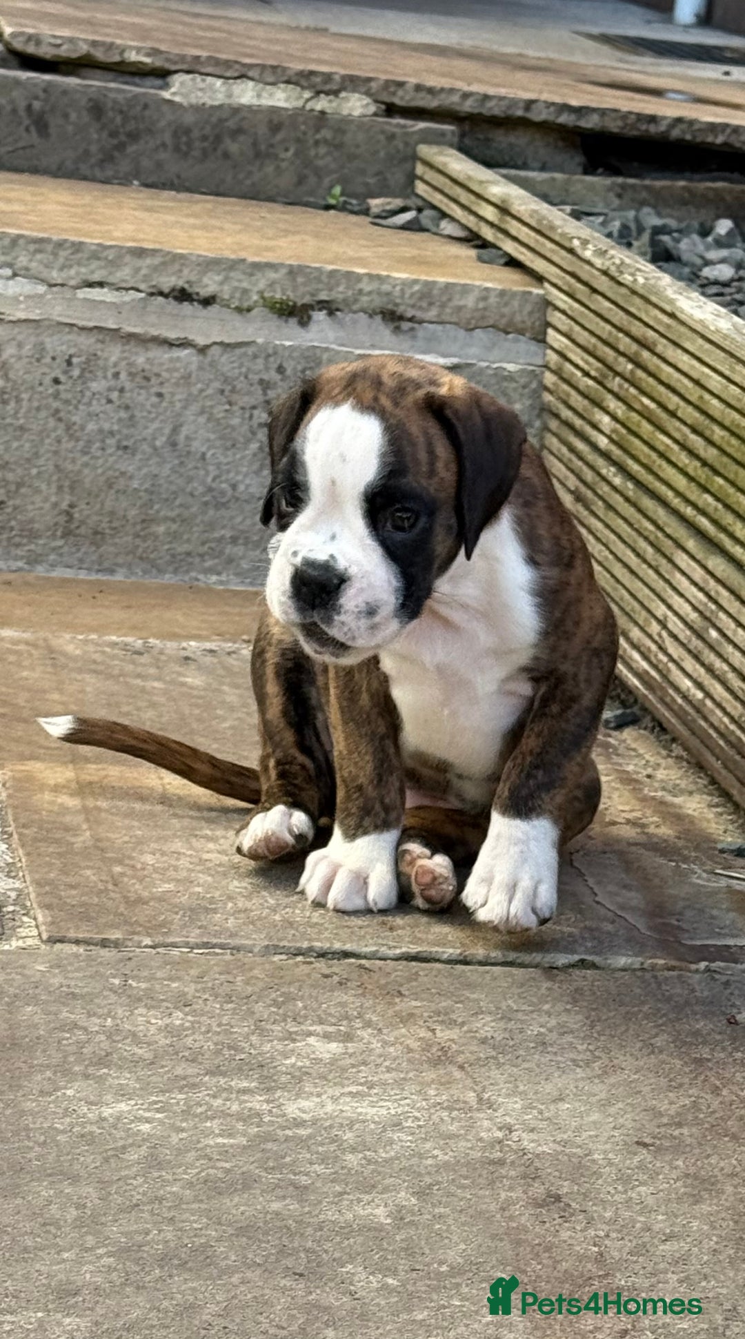 Boxer dogs for sale: Quality Boxer Puppies - Image 9