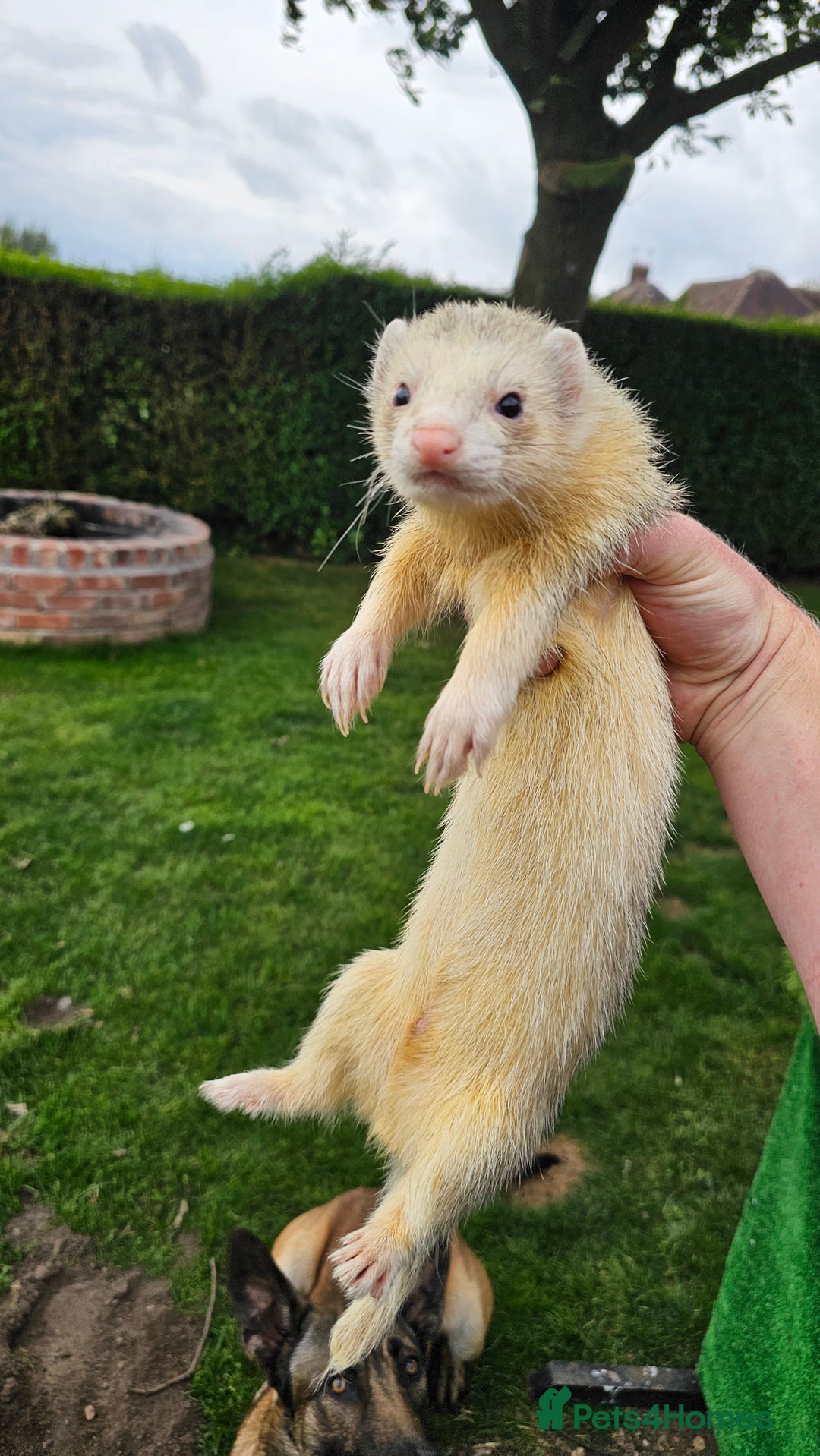 Ferret rodents for sale: Top Quality Ferret kits - Standard and Semi Micro - Image 2