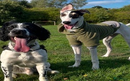 Mixed Breed dogs for sale: Flash  - Image 12