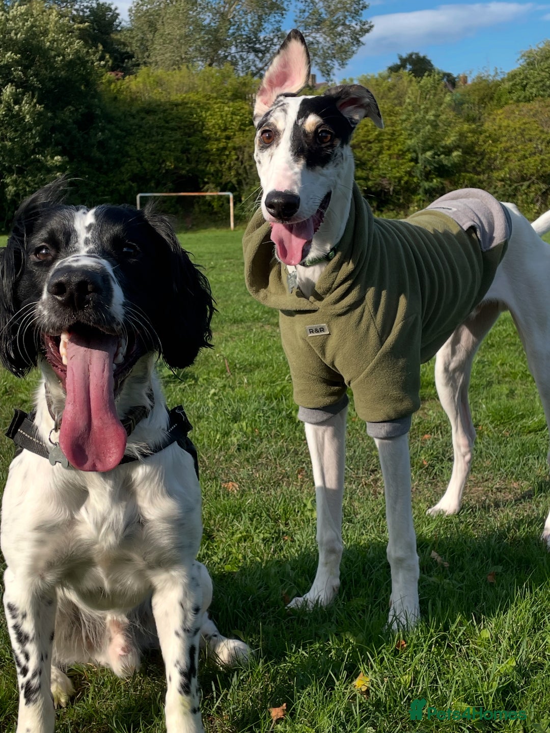 Mixed Breed dogs for sale: Flash  - Image 12
