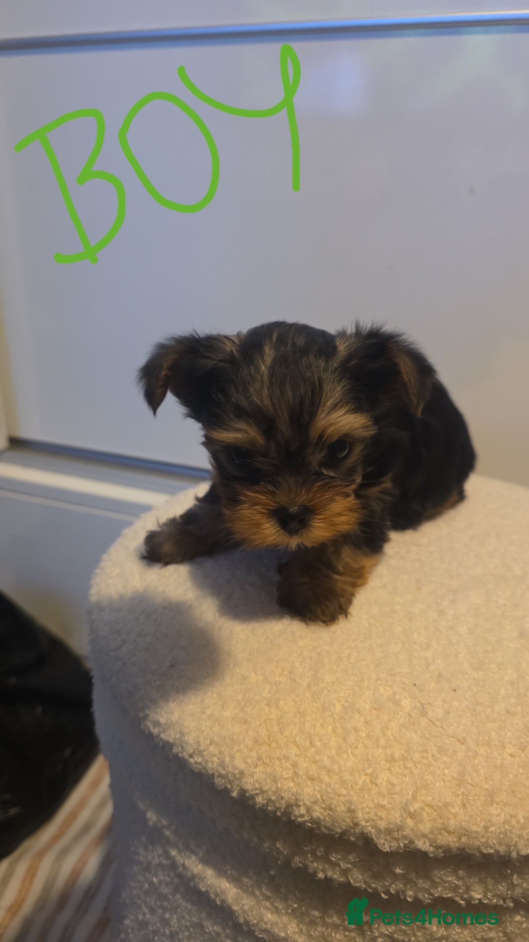 Yorkshire Terrier dogs for sale: Adorable mini yorkies🥰 - Advert 2