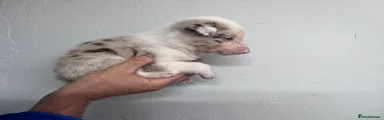 Border Collie 1
