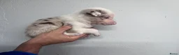 Border Collie dogs for sale: 6 Beautiful Red Merle puppies  - Advert 30