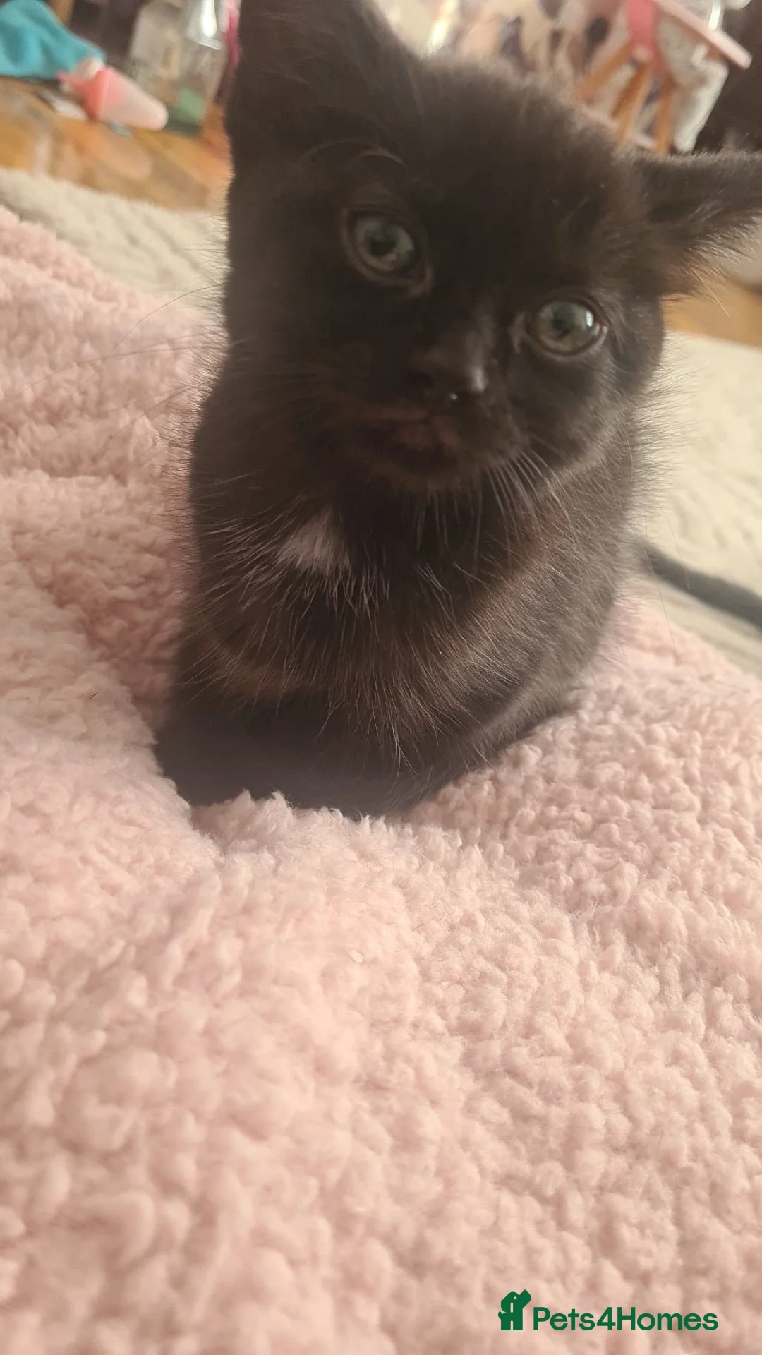 Mixed Breed cats for sale: Female black kittens  - Advert 2