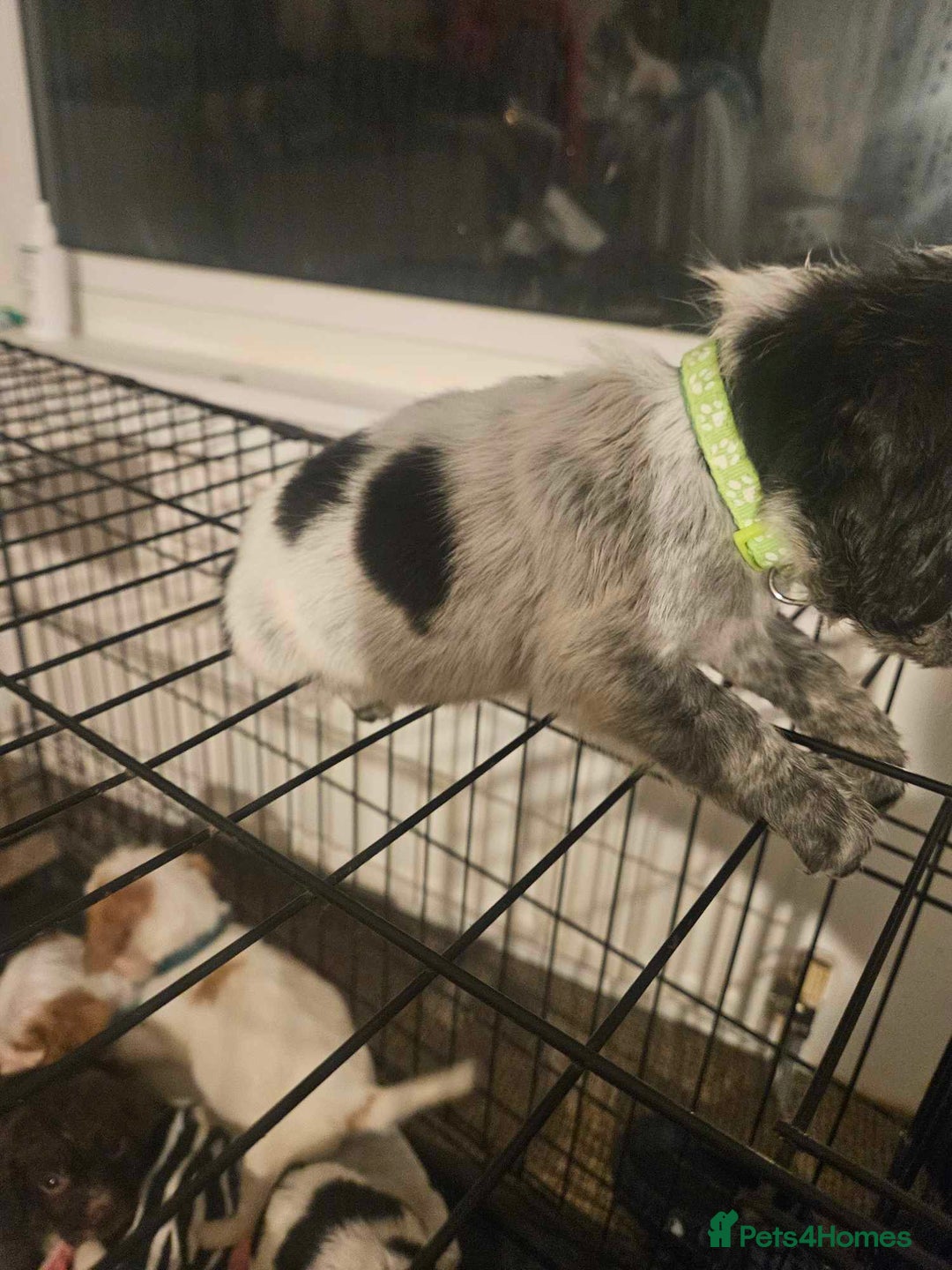 Cocker Spaniel dogs for sale: Cocka spaniel - Advert 7