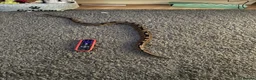 Python Snake reptiles for sale: Royal Python Brian, looking for a new home - Advert 2