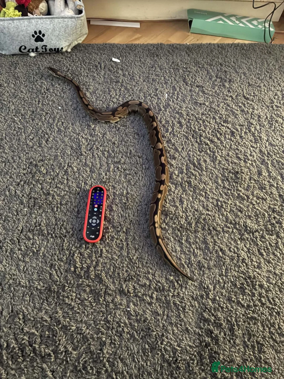 Python Snake reptiles for sale: Royal Python Brian, looking for a new home - Advert 2
