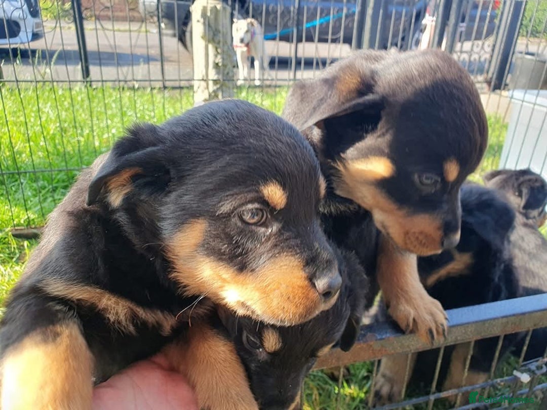 Rottweiler dogs for sale: Loving Rottweiler Puppies for Forever Homes - Advert 1