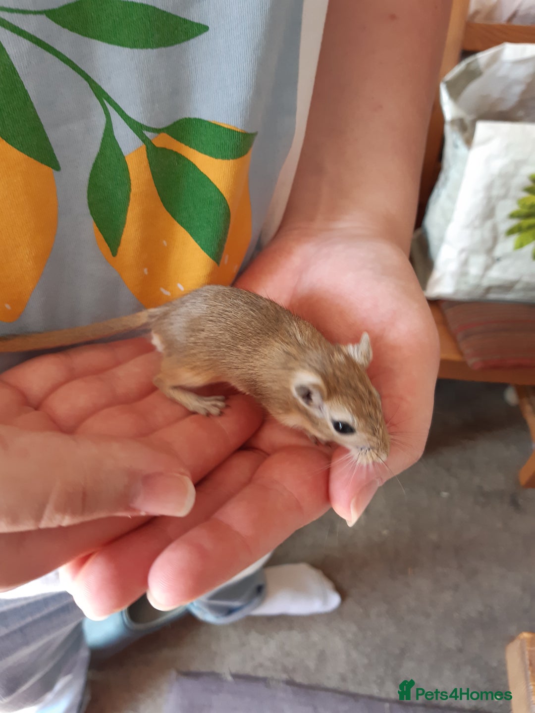 Gerbil rodents for sale: Super friendly gerbils from hobby breeder  - Advert 4