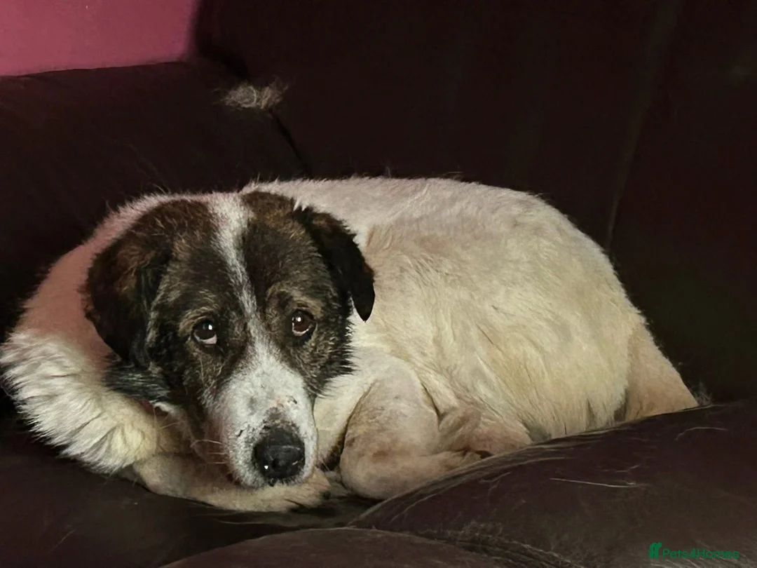 Mixed Breed dogs for adoption: Roger - Norwich Norfolk  in Norwich - Advert 3