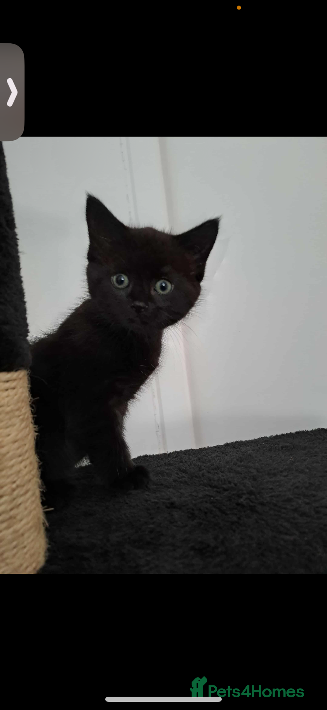 Mixed Breed cats for sale: Kittens 2 girls left - Image 3